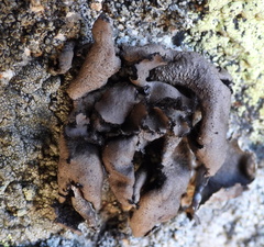 Umbilicaria polyrrhiza