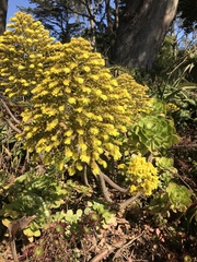 Euphorbia dendroides