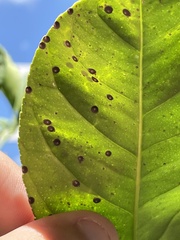 Phyllosticta citricarpa