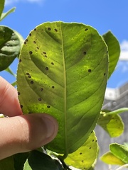 Phyllosticta citricarpa