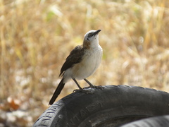 Turdoides gymnogenys
