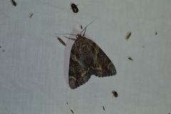 Catocala agrippina