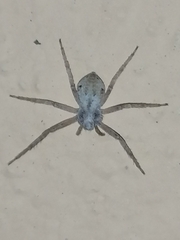 Pulchellodromus ruficapillus