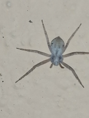 Pulchellodromus ruficapillus