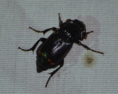 Nicrophorus pustulatus