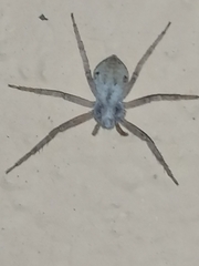 Pulchellodromus ruficapillus