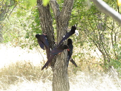 Phoeniculus damarensis