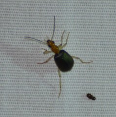 Brachinus adustipennis