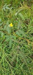 Neptunia pubescens