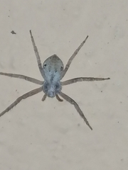 Pulchellodromus ruficapillus