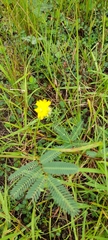 Neptunia pubescens