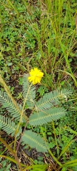 Neptunia pubescens