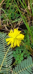 Neptunia pubescens