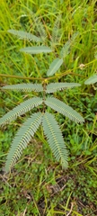 Neptunia pubescens