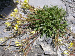 Brassica repanda