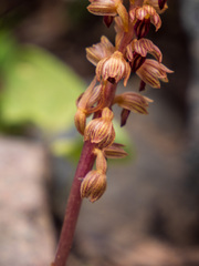 Corallorhiza striata vreelandii