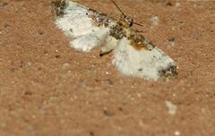 Eupithecia breviculata
