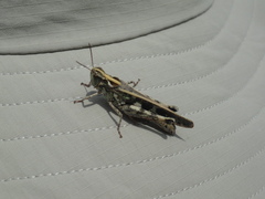 Aiolopus strepens