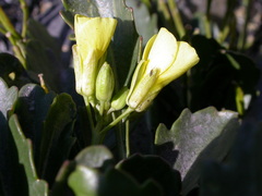 Brassica repanda