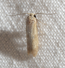 Tischeria quercitella
