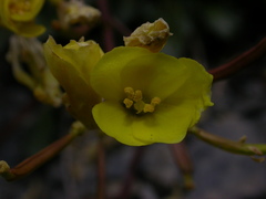 Brassica repanda