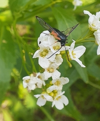 Synanthedon fulvipes