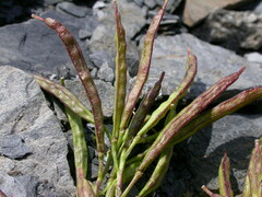 Brassica repanda