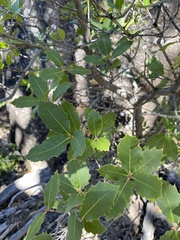 Quercus peninsularis