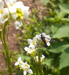 Synanthedon fulvipes