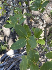 Quercus peninsularis
