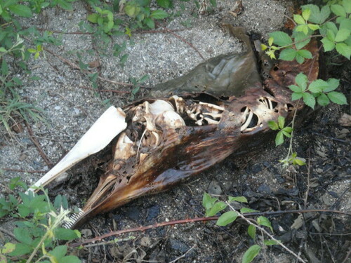 Obični dupin (Delphinus delphis)