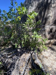 Quercus peninsularis