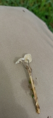 Fungi