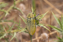 Julodis ehrenbergii