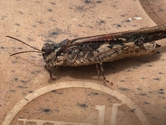 Acrotylus insubricus