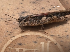 Acrotylus insubricus