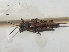 Acrotylus insubricus