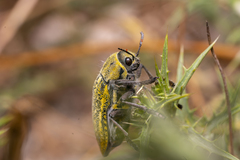 Julodis ehrenbergii