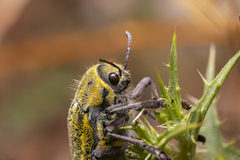 Julodis ehrenbergii