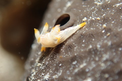 Trapania lineata