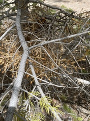 Arceuthobium americanum