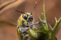 Julodis ehrenbergii