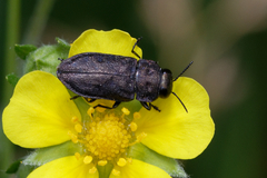 Anthaxia quadripunctata