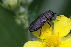 Anthaxia quadripunctata