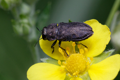 Anthaxia quadripunctata