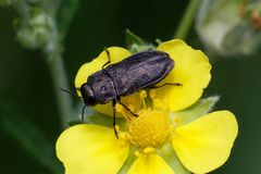 Anthaxia quadripunctata