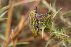 Julodis ehrenbergii