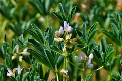 Lupinus albus