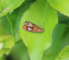 Olethreutes arcuella