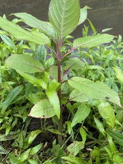 Impatiens glandulifera